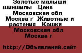 Золотые малыши шиншилы › Цена ­ 15 000 - Московская обл., Москва г. Животные и растения » Кошки   . Московская обл.,Москва г.